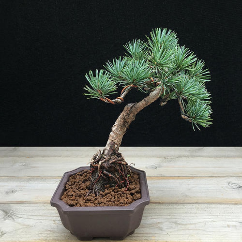 大阪松种子 那须短叶五针松种子 盆景松植物松籽 观赏松种子