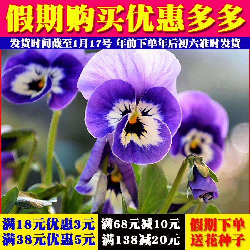 四季易种活的室内阳台盆栽绿植花种子三色堇种子猫儿脸小蝴蝶花籽