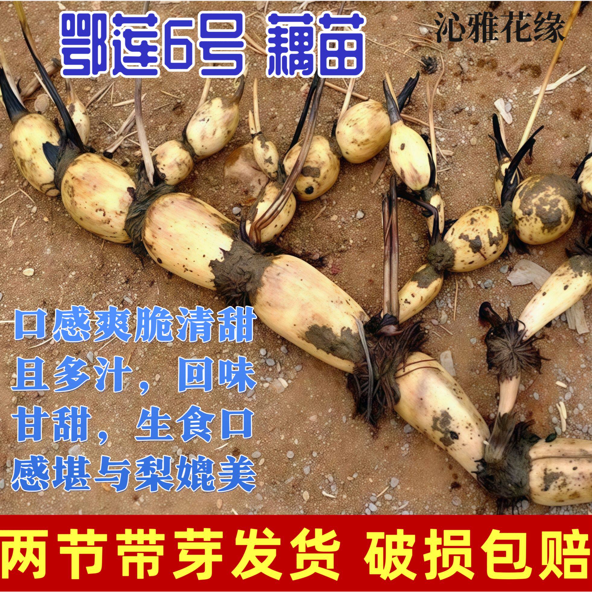 正宗鄂莲6号食用新鲜莲藕种苗脆藕苗高产莲藕苗池塘水缸种藕苗芽