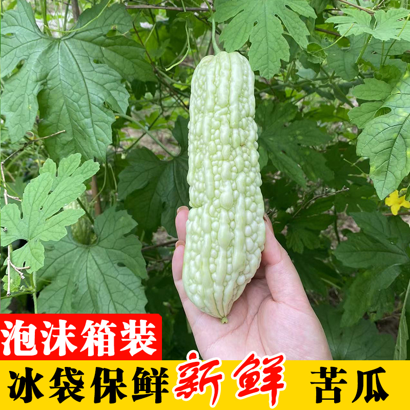 湖南老品种苦瓜新鲜白玉苦瓜白凉瓜农家自种现摘脆嫩当季营养蔬菜