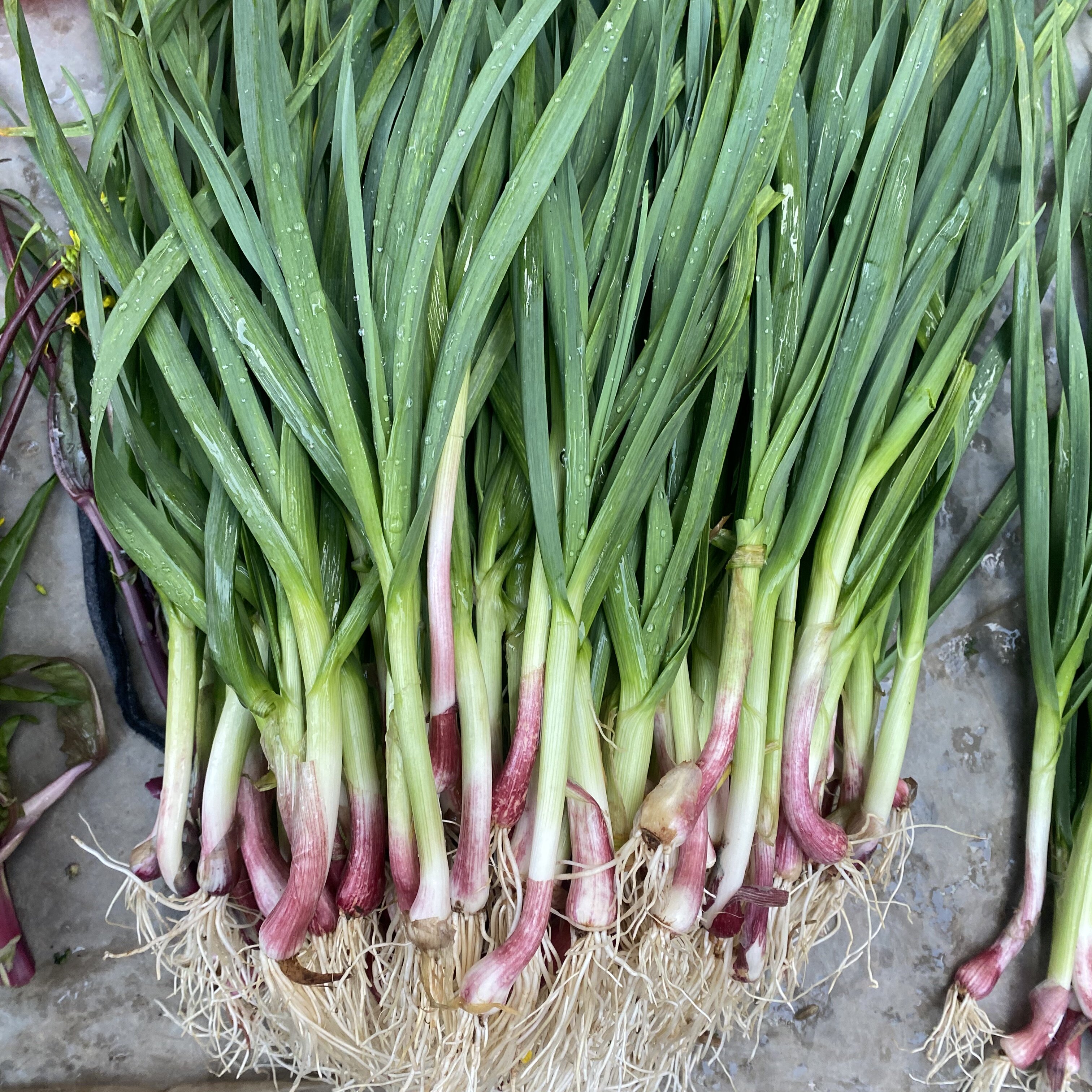 湖南新鲜蒜苗农家自种露天大蒜新鲜红紫皮大蒜青蒜苗红根应季菜,水产肉类/新鲜蔬果/熟食,大蒜,淘宝优惠券,粉丝福利购,淘宝优惠卷