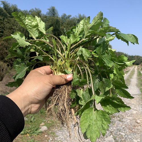 湖南野菜鸭脚板新鲜时令蔬菜鸭脚板土特产农家菜鸭儿芹鸭额鹅儿脚