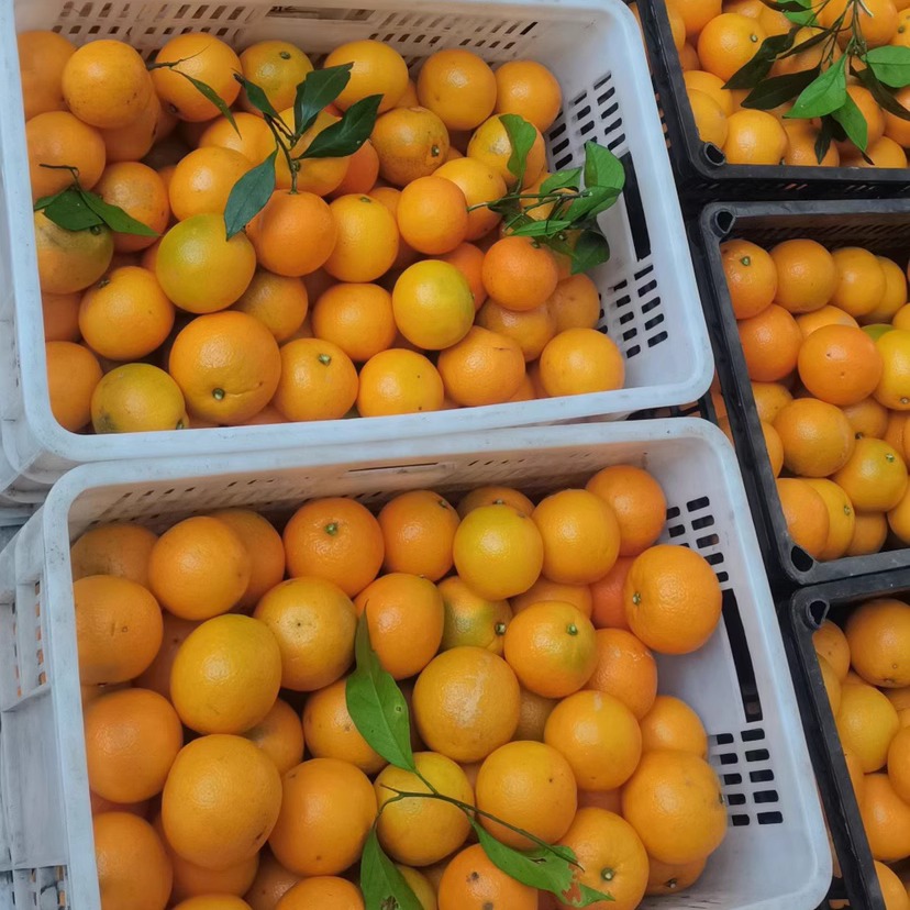 麻阳冰糖橙现摘现发当季水果