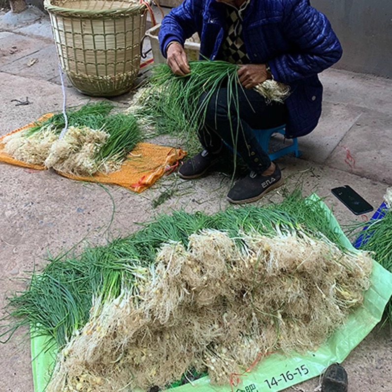 湖南湘西新鲜野葱野菜现挖小根蒜胡葱沙葱当季麻阳香葱苦非藠头