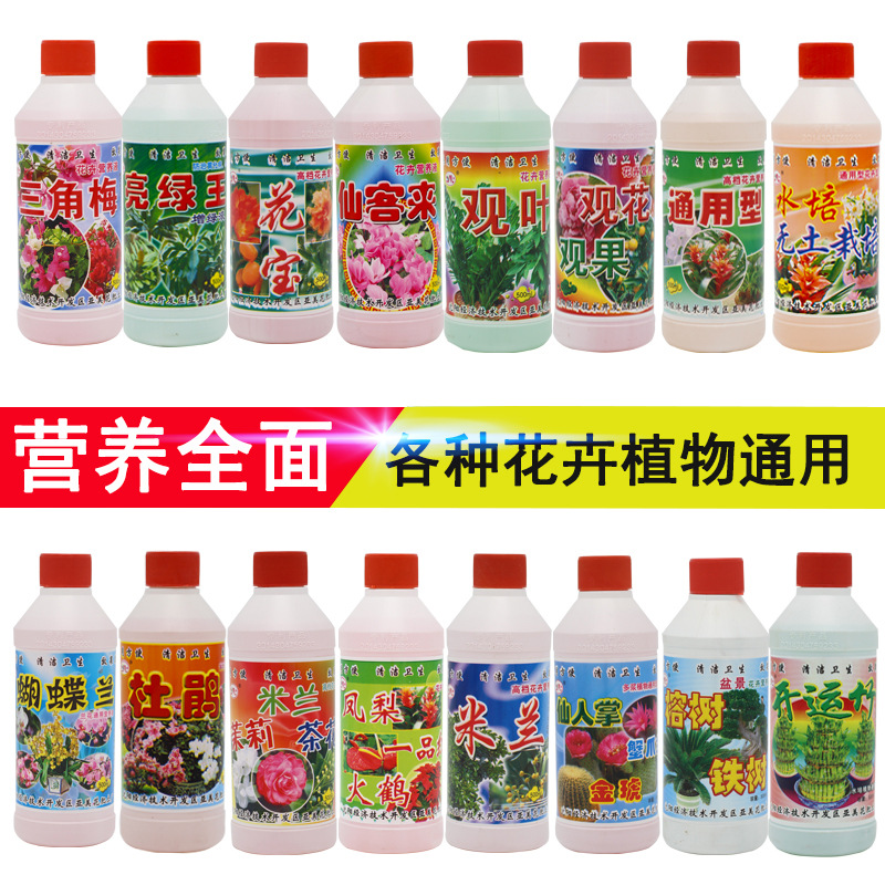 观叶茉莉君子兰孕蕾开花营养液