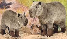 （代购）德国kosen仿真水豚capybara毛绒玩具公仔