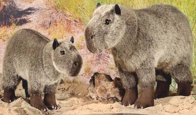 （代购）德国kosen仿真水豚capybara毛绒玩具公仔