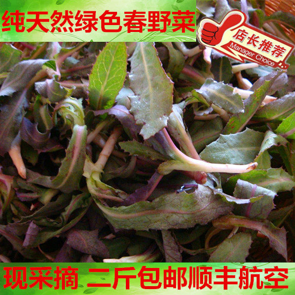 东北曲麻菜图片,东北四叶菜图片_大山谷图库