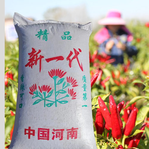 河南天鹰三樱小干红辣椒 特香微辣新一代提色 熬红油 爆炒 酸菜鱼
