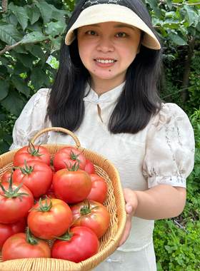 【李丹丹的店】顺丰攀枝花老品种口感番茄老味道西红柿巨巨巨好吃