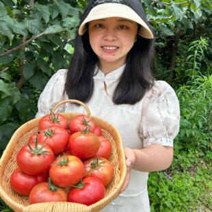 【李丹丹的店】顺丰攀枝花老品种口感番茄老味道西红柿巨巨巨好吃