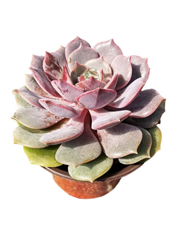 粉蝶莲花座多肉植物老桩室内阳台好养活云南花卉绿植盆栽盆景多肉