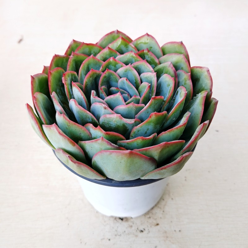 晨露多肉植物净化空气阳台盆景