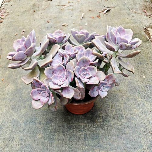 紫乐老桩多肉植物好养