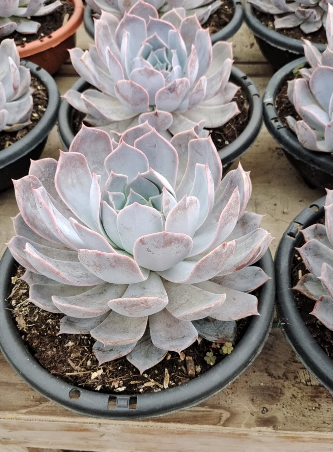 露西娜大盆单头莲花座多肉植物室内净化空气阳台防辐花卉绿植盆栽