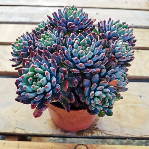 蓝苹果多肉植物蓝精灵净化空气