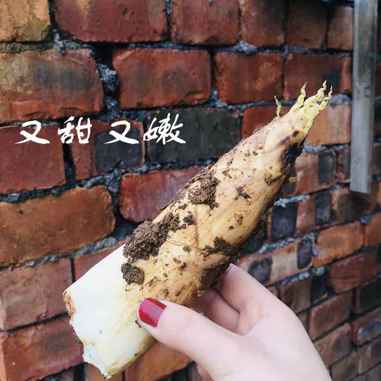 壹日三场农场杭州临安新鲜春笋野矮胖嫩甜现挖竹笋顺丰包邮笋5斤