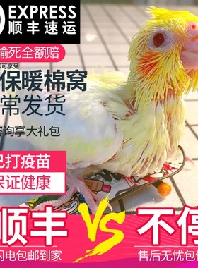 鸟宠物活体活物玄凤手养鸟牡丹