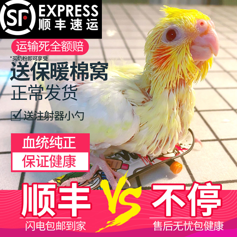 鸟宠物活体活物玄凤手养鸟牡丹图片