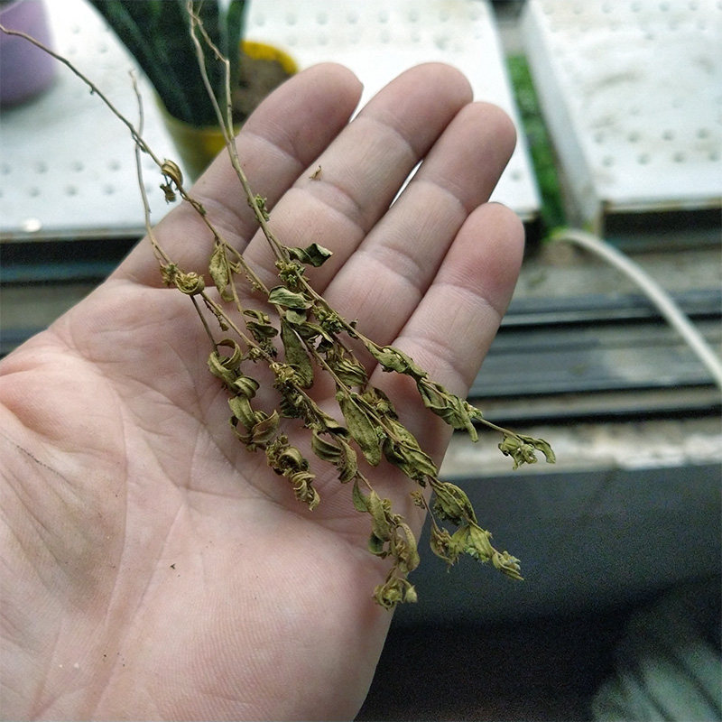 500g新品野生优质小金牛草整株小远志金不换 细叶叶一枝花中草药