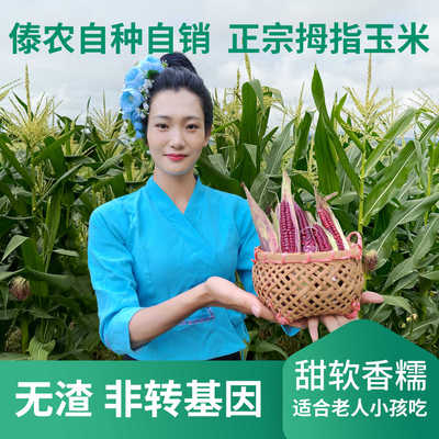 紫糯小玉米云南西双版纳新鲜