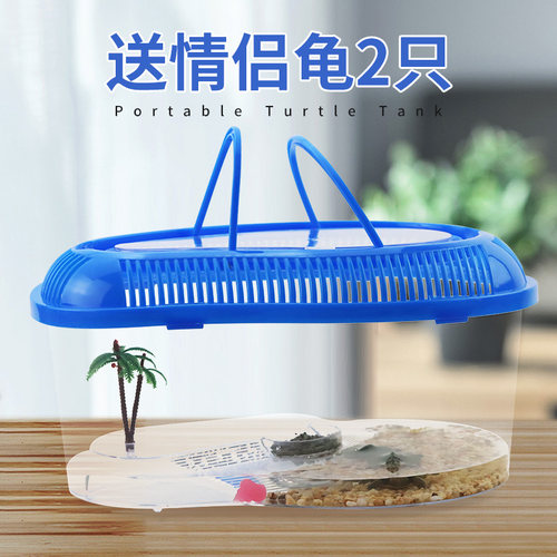 活体巴西龟情侣龟宠物龟