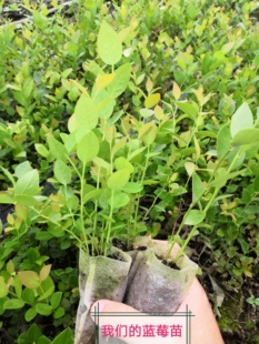 蓝莓苔藓苗南北高丛矮丛兔眼组培苗甜靛蓝冰柏花香优瑞卡F6盆栽