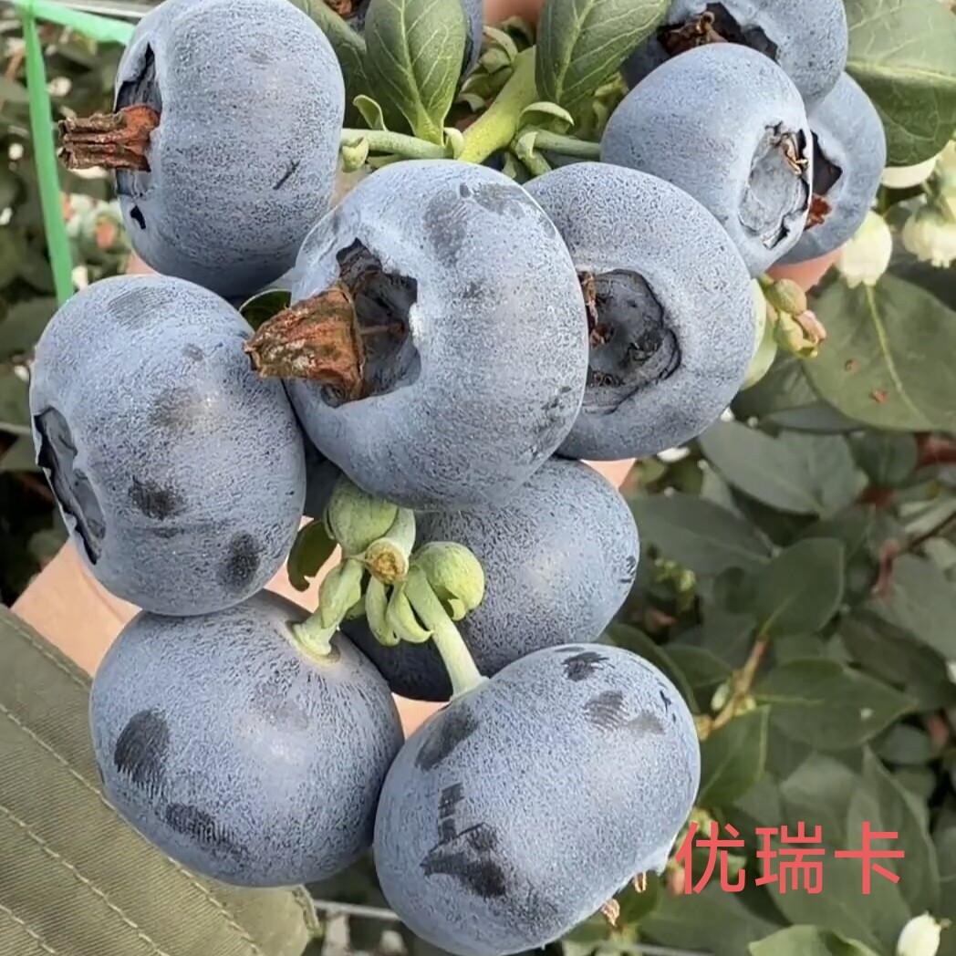 脆甜大果优瑞卡花香F6蓝莓苔藓桌面绿植