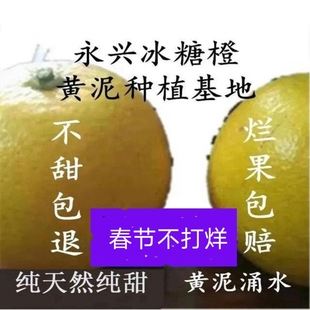纯天然纯甜永兴冰糖橙汁多肉脆湖南郴州孕妇果包邮