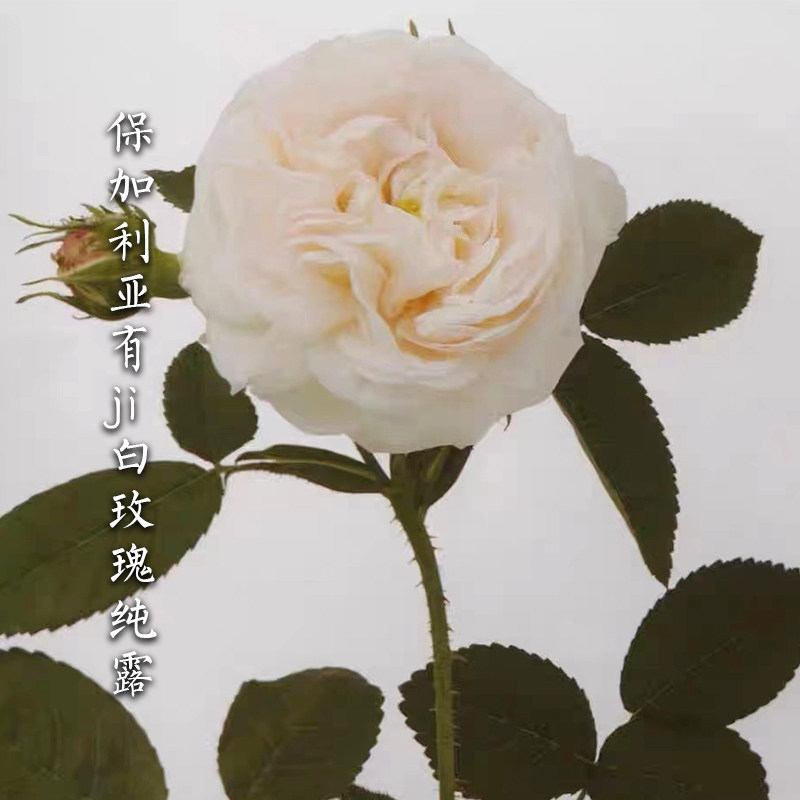 蔷薇家 保加利亚有ji白玫瑰纯纯露/花水