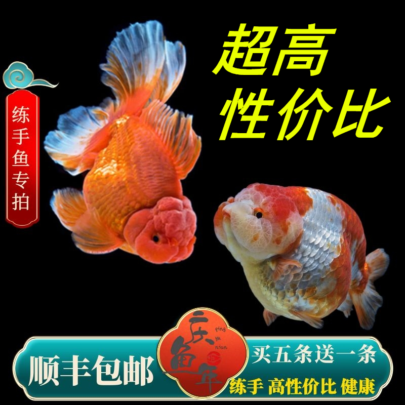 超高性价比兰寿泰狮金鱼包活好养