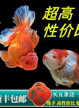 超高性价比兰寿泰狮金鱼包活好养