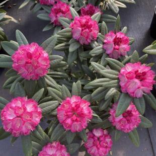 【4年苗】带花苞 大叶高山杜鹃 木本花卉 耐寒耐热 庭院花园花卉