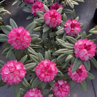 大花大叶耐寒耐热高山杜鹃可地栽