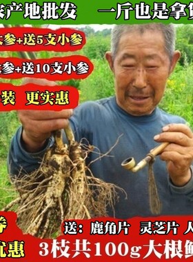 现挖鲜人参长白山煲汤泡酒
