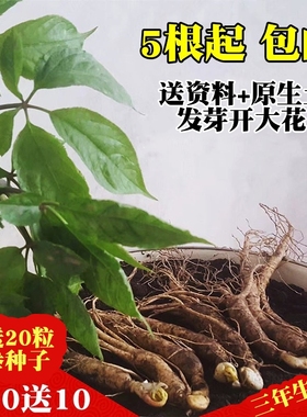 新鲜长白山脉人参种子室外盆栽盆景 可食用人参苗包邮