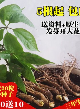 长白山脉人参参农种植包邮