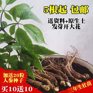 新鲜长白山脉人参种子室外盆栽盆景 可食用人参苗包邮