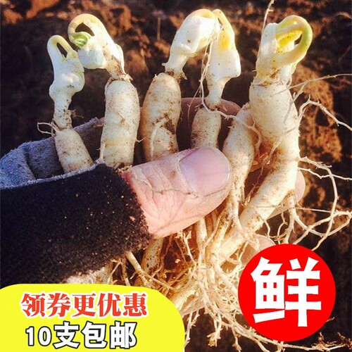 现挖新鲜人参东北长白山脉东北小人参盆栽 - 封面
