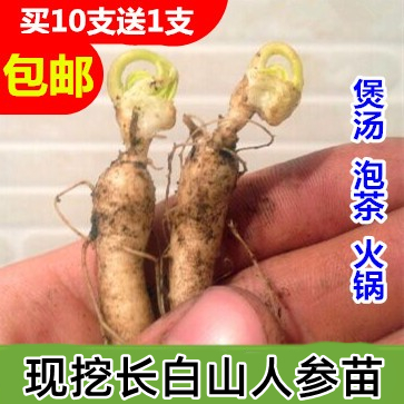 东北（现挖新鲜人参） 长白山脉新鲜人参苗 包邮