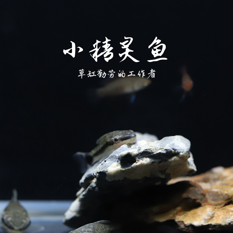 小精灵鱼草缸除青苔藻螺卵工具鱼热带淡水观赏鱼虎斑小精灵清道夫