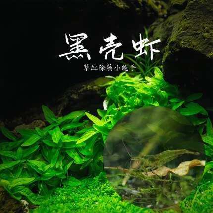 黑壳虾活体鱼缸除藻虾水草缸清洁虾河虾清洁观赏虾米工具观赏草虾