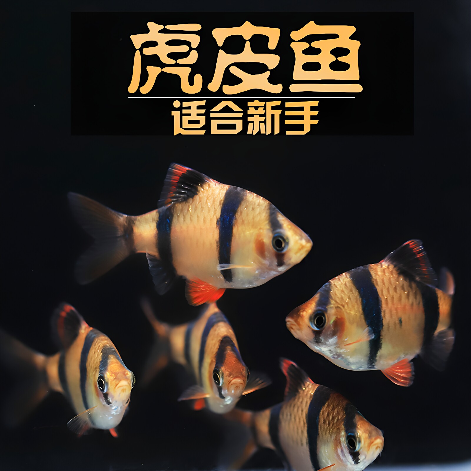 虎皮鱼小型鱼活体观赏鱼绿虎皮新手混养群游热带鱼小缸鱼耐养皮实