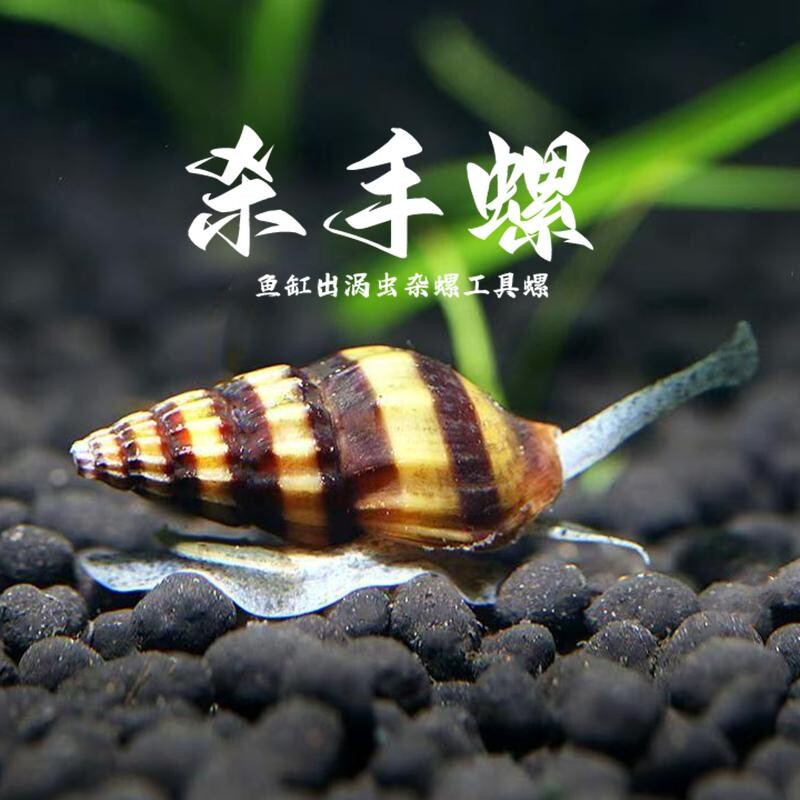 杀手螺清洁除杂螺涡虫水草缸工具热带观赏螺可鱼虾混养蜜蜂宝塔螺