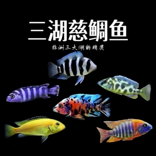 萨伊蓝三湖慈鲷特蓝斑马热带观赏鱼银河星钻南美坦鲷西非火狐狸鱼