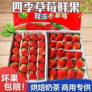 四季草莓新鲜水果烘焙蛋糕茶饮双流鲜草莓时令夏季酸草莓同城水果