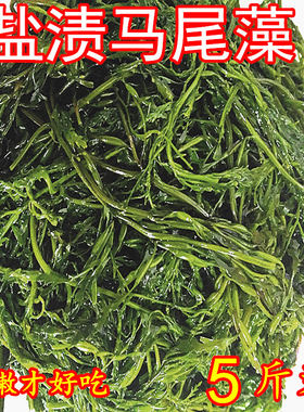 荣成盐渍新鲜马尾藻海草龙须菜