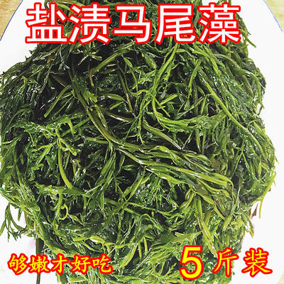 荣成盐渍新鲜马尾藻海草龙须菜