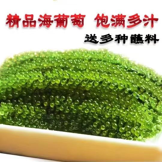 新鲜海葡萄即食长寿菜海带海藻菜裙带菜寿司绿色鱼子酱100g