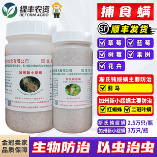 捕食螨加州新小绥螨钝绥螨斯氏钝绥螨草莓红蜘蛛蓟马白粉虱天敌